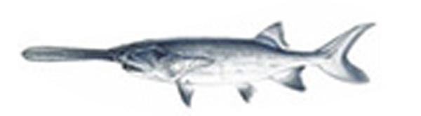 fishpeople_ref_01