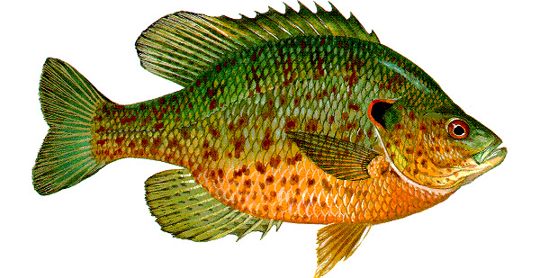 fishpeople_ref_02
