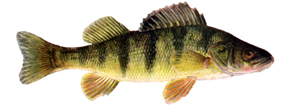 fishpeople_ref_03