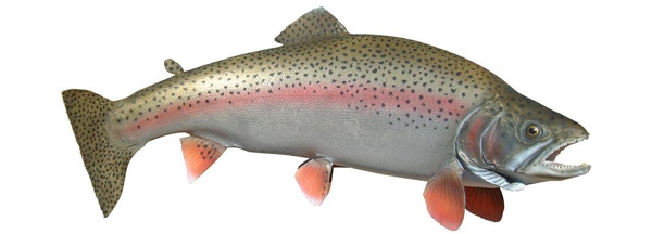 fishpeople_ref_06